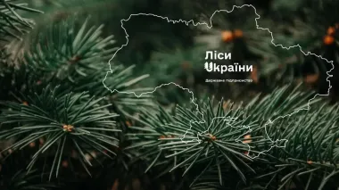 Corporatization of Forests of Ukraine provides for change of form of ownership of SOE to JSC – company