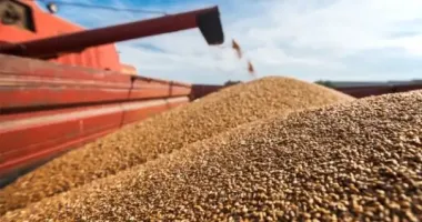 Стало відомо, скільки країн купують крадене в Україні зерно
