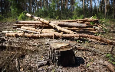 Російський ліс маскують під естонський: розслідування у Британії