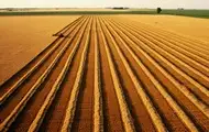 В Україні скоротилося виробництво агропродукції на понад 18%