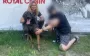 Потерялась в лесу: на Киевщине спасли овчарку бойца Французского легиона (видео)