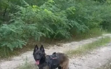 Man’s best friend: Shepherd dog of military legionnaire rescued in Kyiv region. VIDEO