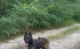 Man’s best friend: Shepherd dog of military legionnaire rescued in Kyiv region. VIDEO