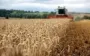 В Украине прогнозируют снижение урожая основных культур