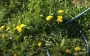 Як позбавитися кульбаб на городі та на подвір'ї: простий та дієвий метод