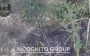 Remains of occupier left hanging in tree after drone strike by 54th Brigade named after Ivan Mazepa. VIDEO
