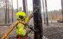 На Харківщині ліквідували масштабну лісову пожежі