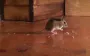 Настоящий охотник: почему коты на самом деле приносят вам мертвых птиц или грызунов