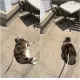 Женщина пыталась помочь кошке сбросить лишний вес: однако у животного были другие планы (фото)