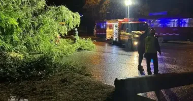 В Днепре на дорогу упало дерево и заблокировало движение: работали спасатели