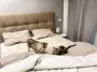 Кошка спит на вашей подушке? Вот что это на самом деле значит, не все так мило, как кажется