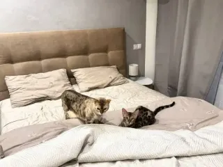 Кошка спит на вашей подушке? Вот что это на самом деле значит, не все так мило, как кажется