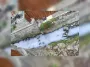 Молочно-белая река шокировала жителей городка: специалисты объяснили причину (фото)