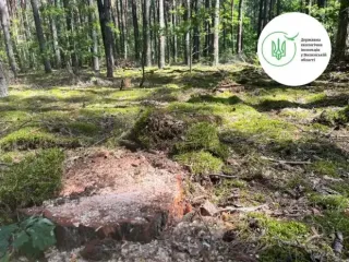 Держекоінспекція виявила незаконну вирубку на 18 мільйонів: масштабне знищення лісів на Волині
