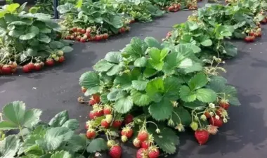 Как вырастить клубнику-мечту: 6 правил после сбора урожая, которые обеспечат сочные ягоды весной-2026