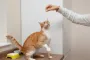 Хвост за еду продадут: 5 пород кошек, которые готовы на все ради того, чтобы им дали лакомство