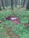 В Карпатах у границы с Румынией обнаружили останки двух человек: были ли они уклонистами