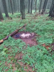 В Карпатах у границы с Румынией обнаружили останки двух человек: были ли они уклонистами