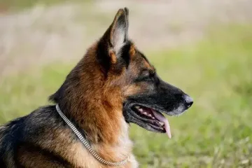 Хотів поглузувати, а собака виявилась розуміншою: у Мережі завірусилося кумедне відео