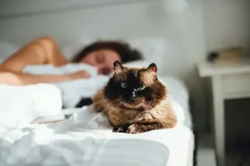 Почему кошка спит рядом с вами: это не только признак любви и привязанности