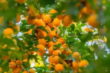 Яка користь від абрикосів для жінок та чоловіків: скільки можна з'їдати цих фруктів на день