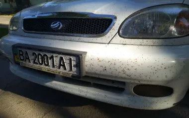 Що буде, якщо одразу не відмити комах з капота та бампера