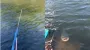 Рыба "поздоровалась" с мужем на рыбалке и стала звездой сети (видео)