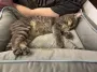 Действительно ли кошки чувствуют вашу боль и лечат ее: что говорит наука