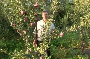 Вы не поверите: один ржавый гвоздь и яблоня даст в два раза больше плодов