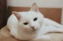 Білі коти переважно глухі: правда це чи вигадка
