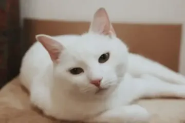 Білі коти переважно глухі: правда це чи вигадка