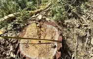 На Львівщині колишній лісничий допустив вирубку майже трьох тисяч дерев