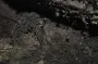 Пауки держат светлячков в заложниках до тех пор, пока они светятся: зачем им это