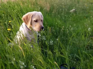 Чому важливо соціалізувати цуценя