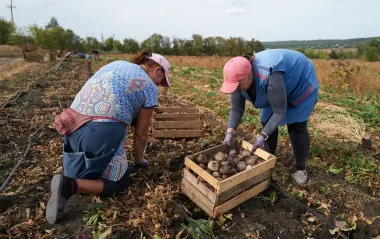 Токсичні речовини в рослинах? Чи небезпечно їсти городину із зони бойових дій