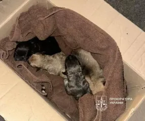 У Києві чоловік викинув новонароджених цуценят в сміття: що відомо про їхню долю