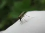 Мир охватила вспышка смертельной болезни: вирус Chikungunya косит тысячи людей