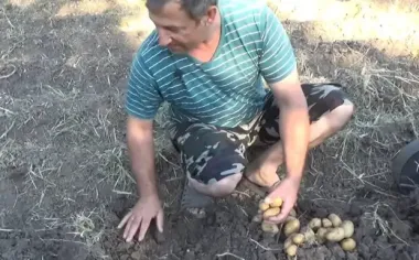 Залишитеся без урожаю: названі дні, в які не можна копати картоплю