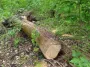 Обход закона и большие штрафы: можно ли собрать дров для отопления в ближайшем лесу