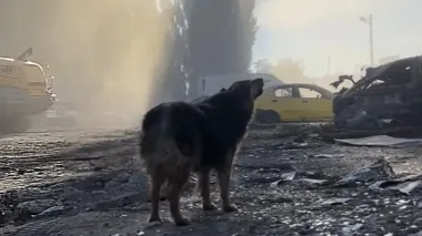 Emergency workers take in dog that searched for her owner for two days in ruins of Kyiv building – videos
