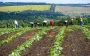 Из-за изменений климата в Украине появляются новые насекомые-вредители и сорняки, – эколог
