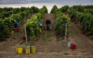 Виноград вирощуватимуть і на Київщині, а південь чекають посухи: кліматичний прогноз