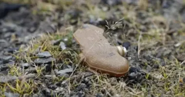 На Сумщині подружжя пенсіонерів підірвалося на ворожій міні