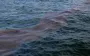Ten-tonne slick of oil products moving towards occupied Crimea from Russia, - Russian media