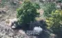 Strike drones of Third Army Corps turn occupiers to ashes. VIDEO