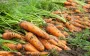 Когда лучше копать морковь и как продлить ее свежесть зимой