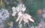 Personnel, ammunition, strike drones: National Guard’s Burevii brigade eliminates enemy. VIDEO