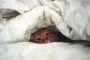 Як видалити плями на ковдрі без прання: слід встигнути це зробити у сонячні осінні дні