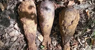 На Київщині чоловік шукав гриби, а натрапив на небезпечну знахідку серед лісу