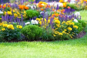 Посадіть ці квіти восени — і вже наприкінці березня ваш сад зацвіте різнобарв’ям